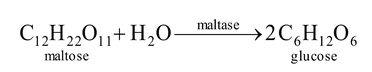 Nomenclatures of Enzymes